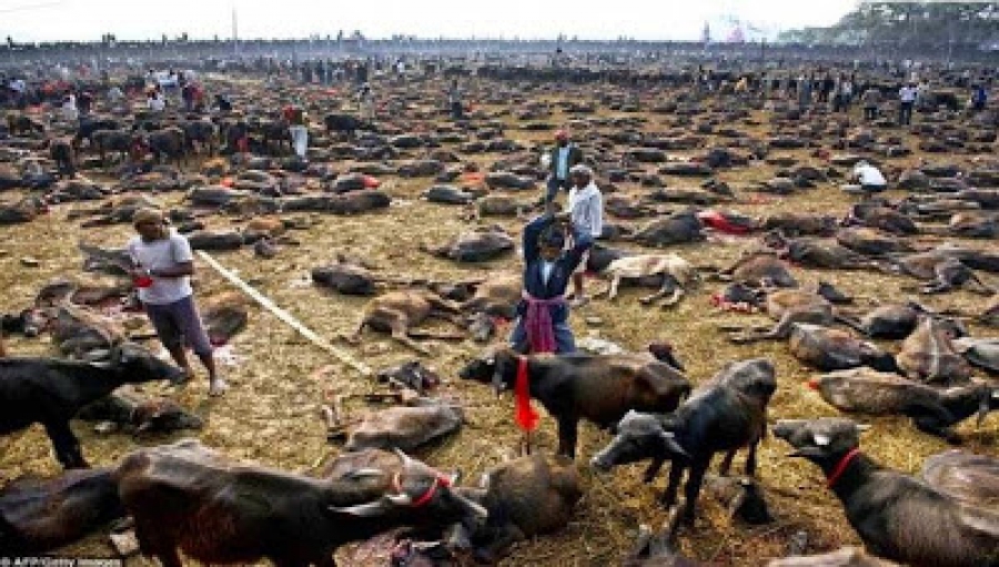 ΣΟΚ: Πριν από το σεισμό στο Νεπάλ σφαγιάστηκαν 250 χιλιάδες ζώα! - Τα περίεργα δημοσιεύματα!!!