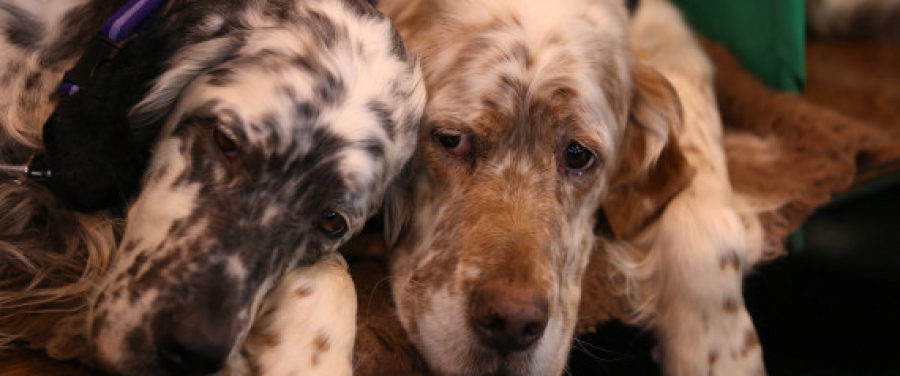 Αιώνια πιστός: Σκύλος έσωσε τη ζωή φίλου του μένοντας δίπλα του επί τρεις μέρες