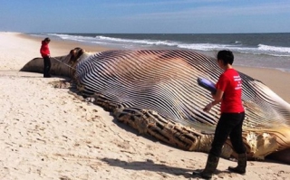 Φάλαινα 20 μέτρων, με τεράστια δαγκώματα ξεβράστηκε στη Νέα Υόρκη