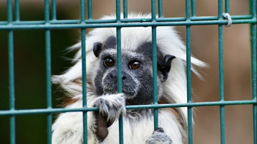 ΗΠΑ: Περισσότερες μαϊμούδες για πειραματόζωα
