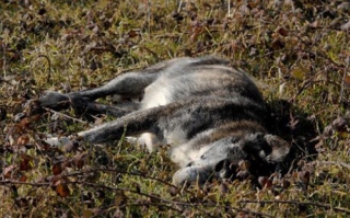 Ένα χρόνο φυλακή και πρόστιμο γιατί σκότωσε δύο σκυλιά