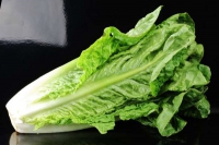 Στοπ στα μαρούλια romaine μέχρι νεοτέρας - Ύποπτη επιδημία E. coli