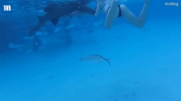 Τρόμος! Της επιτέθηκε καρχαρίας στον μήνα του μέλιτος [vid]