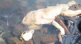 Βρήκαν μυστηριώδες τέρας! Τρόμος για το &quot;βαμπίρ&quot; Chupacabra (ΒΙΝΤΕΟ)