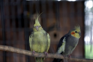 Το μυστικό του... παπαγάλου: Ανακαλύφθηκε γιατί παπαγαλίζει!